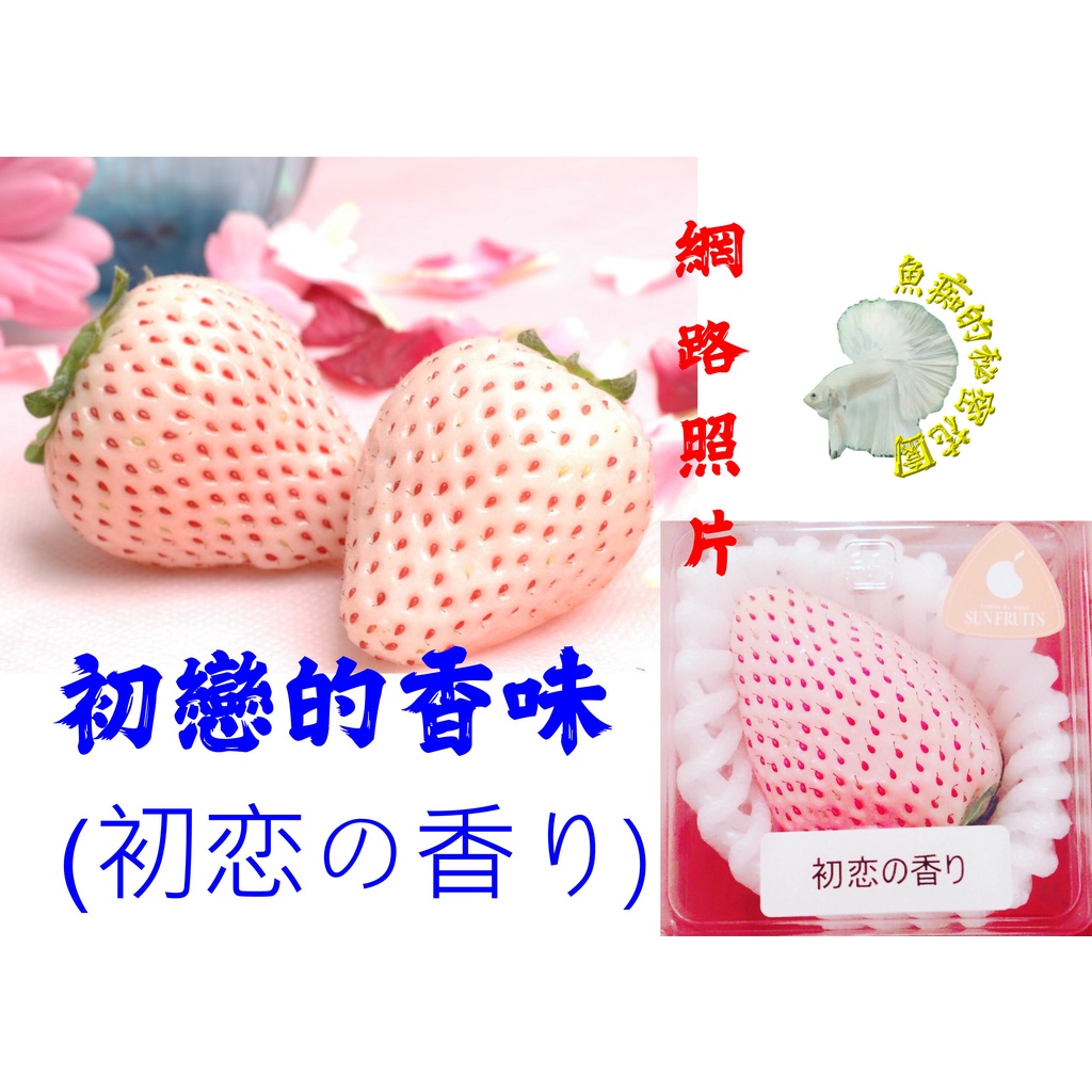 尚未開花結果 [ 初戀的香味白草莓盆栽(初恋の香り) ] 4.5寸盆 新品種草莓苗～季節限定~ 先確認有沒有貨再下標!