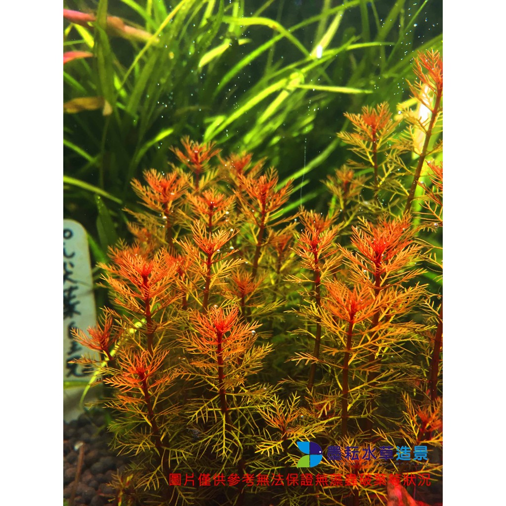 墨耘水草 紅千層 水中葉 3株 30元中景紅色耐熱新手級不需co2 水族 蝦皮購物
