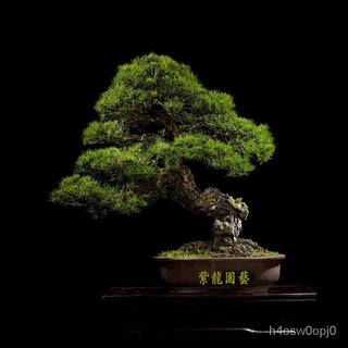 松柏盆栽優惠推薦 23年2月 蝦皮購物台灣