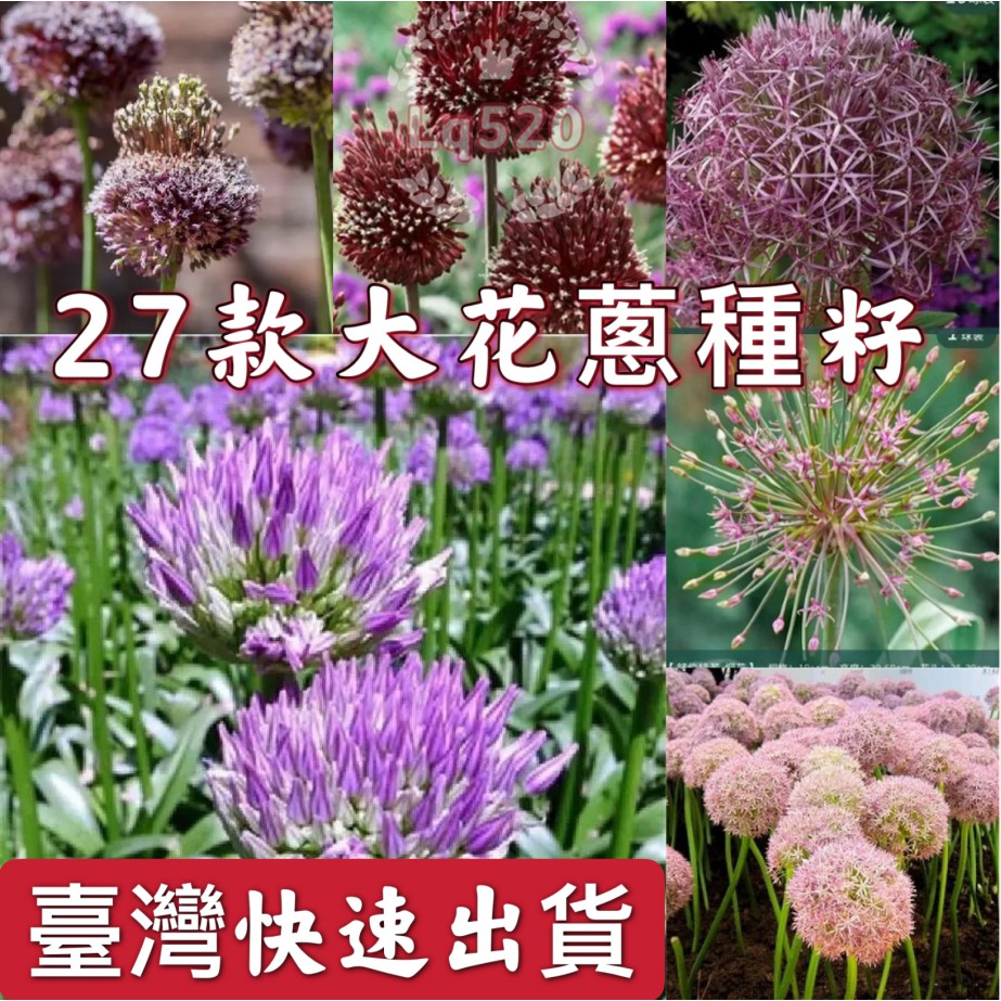 大花蔥種籽 臺灣快速出貨 27個品種供您選購大花蔥種子茜茜花圃限時特價 蝦皮購物