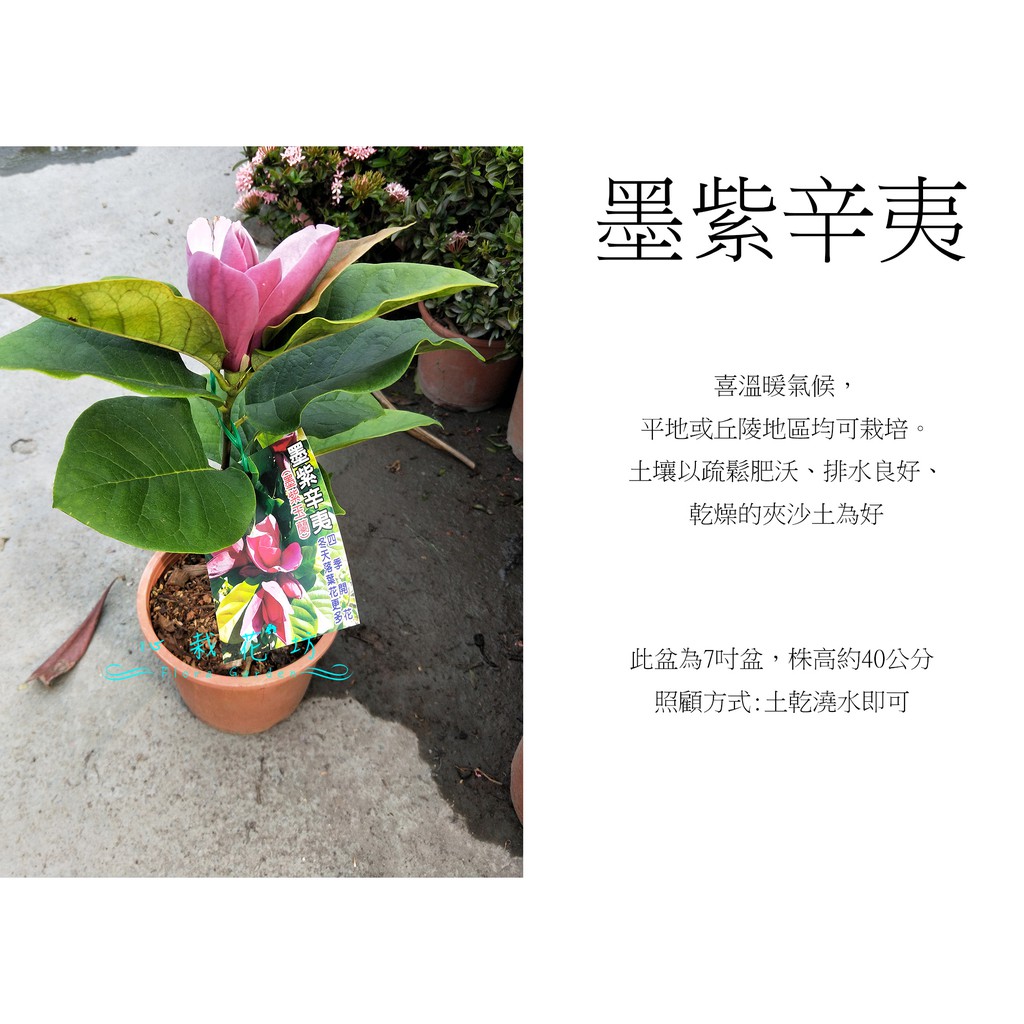 心栽花坊 墨紫辛夷 墨紫玉蘭 墨子木蘭 改良四季品種 觀花植物 綠化植物 嫁接苗 售價900特價750 蝦皮購物