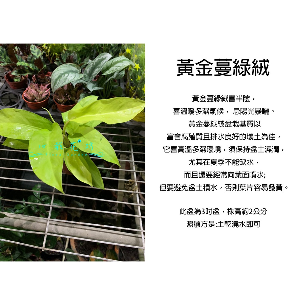 心栽花坊-金鋤蔓綠絨/3吋盆/觀葉植物/室內植物/綠化植物/售價50特價40