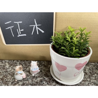 JW-3吋黃金徵木/觀葉植物/室內植物/小盆栽