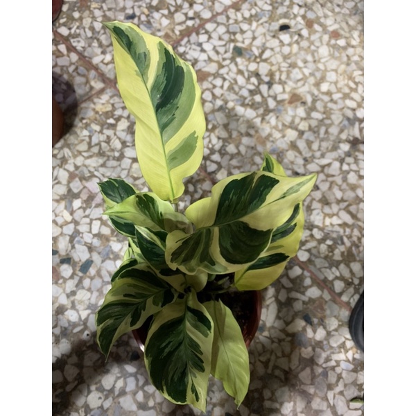 花園植物工坊 觀葉植物 黃油畫竹芋 5吋 蝦皮購物