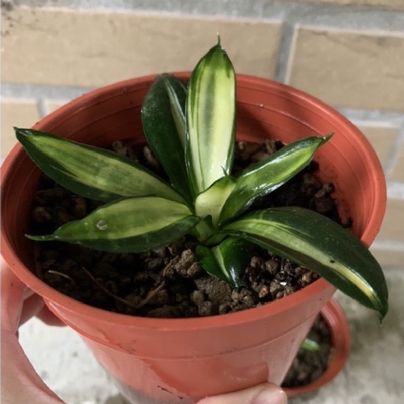 海嘯白中斑側芽 虎尾蘭虎皮蘭多肉植物