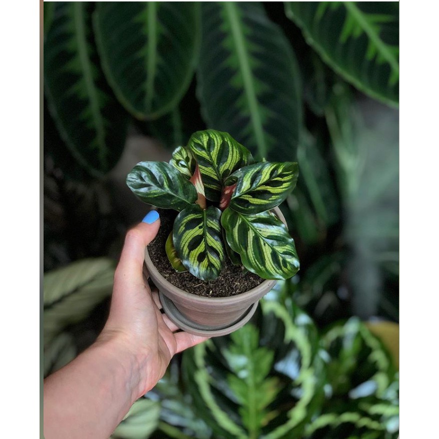 植物 孔雀竹芋 3吋 4吋盆 蝦皮購物