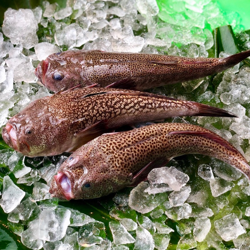 正港野生現撈海魚 鐵鎚魚 大頭石斑 蝦皮購物