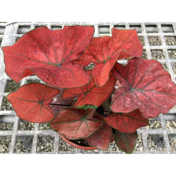 彩葉芋(驕陽、豔紅)---2.5吋 /觀葉植物