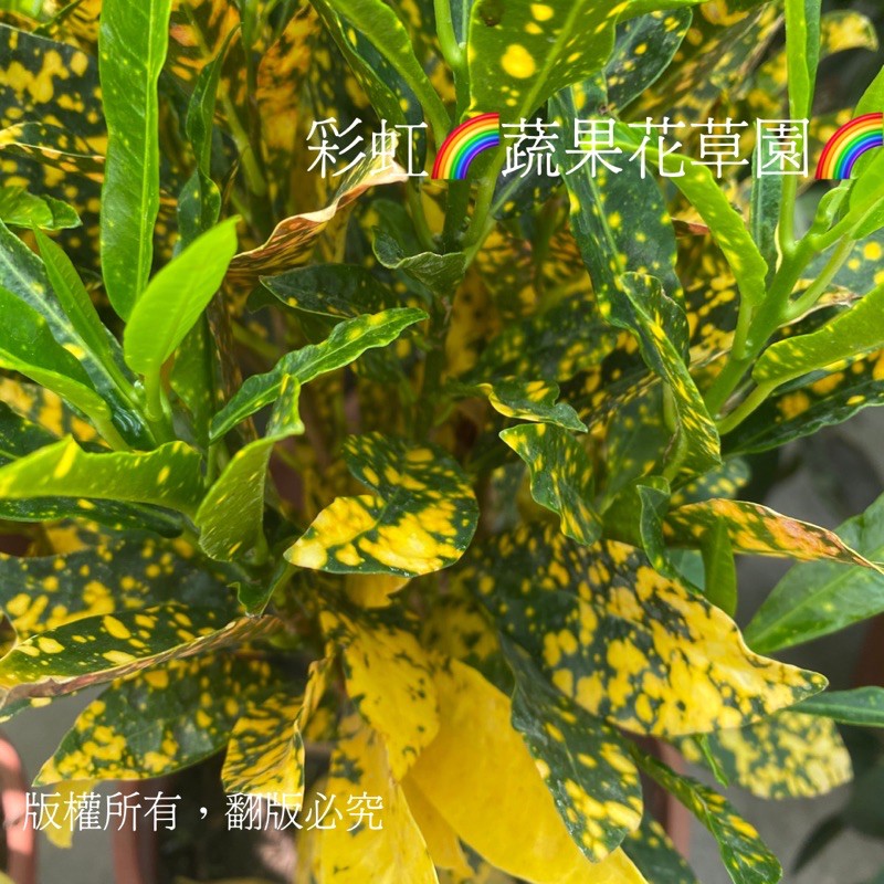 撒金變葉木的價格推薦 - 2021年7月| 比價比個夠BigGo