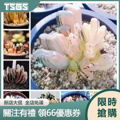 【TSGS】多肉植物種子 小兔子 玉扇多肉系列 新手種植花卉種子 多款多肉種子十二卷玉扇種子
