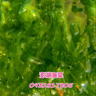 澎湖現採野生海菜 天然手工清洗…無污染 💥澎湖冷凍直接宅配…