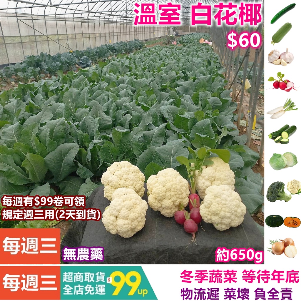 小農溫室白花椰菜約650g 1顆 60 無農藥農法白花椰菜 非冷凍白花椰菜 花椰菜米可參考 蝦皮購物