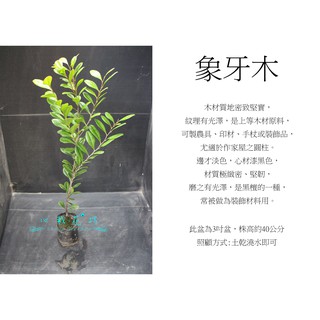 心栽花坊-象牙木/3吋/綠化植物/綠籬植物/售價45特價40