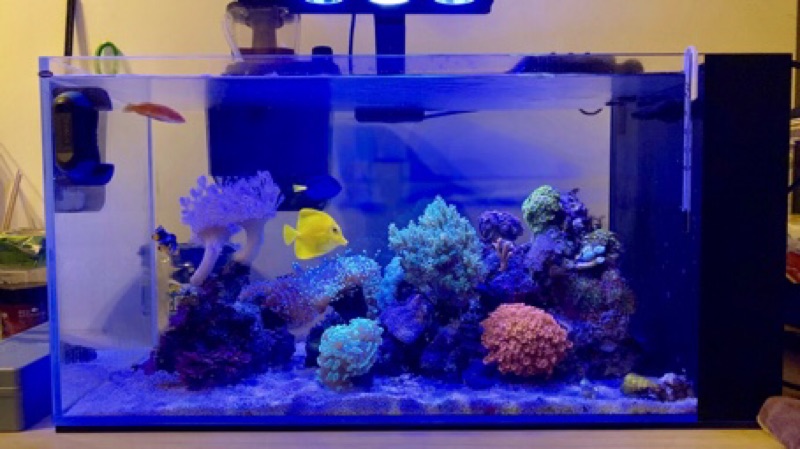 楽ギフ_のし宛書】 ZOOX オプティマスリーフナノ2 海水魚 サンゴ LED 