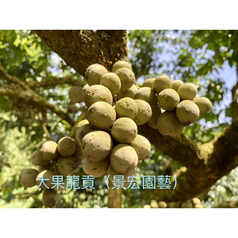 景宏園藝-水果樹苗/大果龍貢嫁接款/6吋盆/高度100-110公分