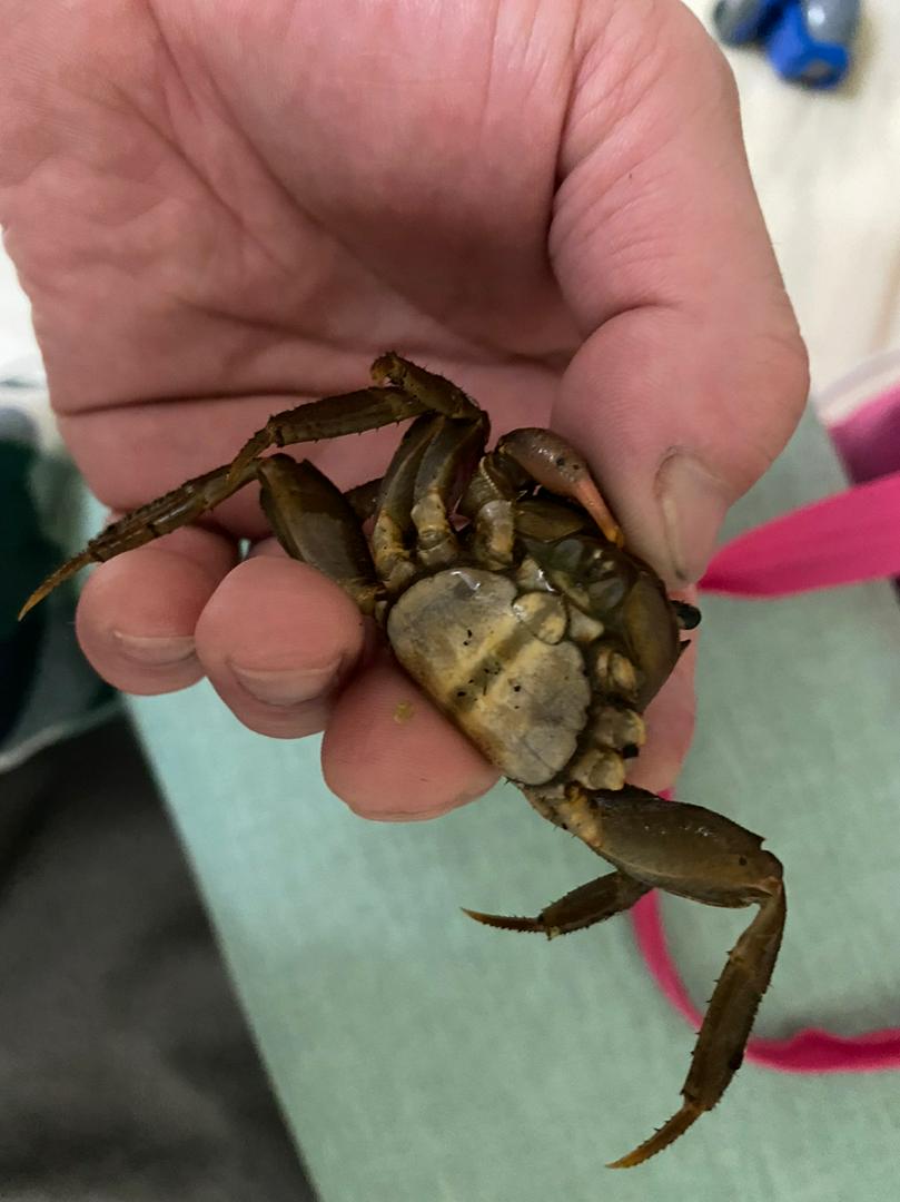 肥胖後相手蟹 海鮮食材 可食用 一口蟹 炸螃蟹 龍魚飼料數量稀少 欲購從速 蝦皮購物