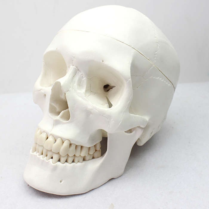 (ENOVO-232) 標準頭骨模型美術醫學藝用頭骨頭顱骨標本模型