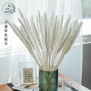 大好屋 臺灣現貨 天然小蘆葦 蘆葦乾花 一束約15支裝 居家裝飾花材 手作不凋花材 花藝設計 居家佈置