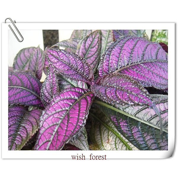 Wish Forest 觀葉植物 波斯紅草 觀葉少有的紫色葉 搭配組合盆栽不可少的植栽 蝦皮購物