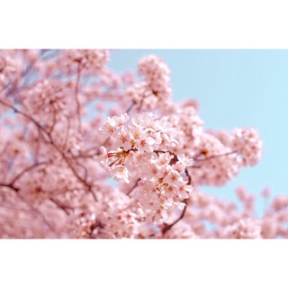 ［獨家］日本🇯🇵進口 粉色 🌸櫻花萃取液🌸植物色素 粉色 DIY保養品 30ml