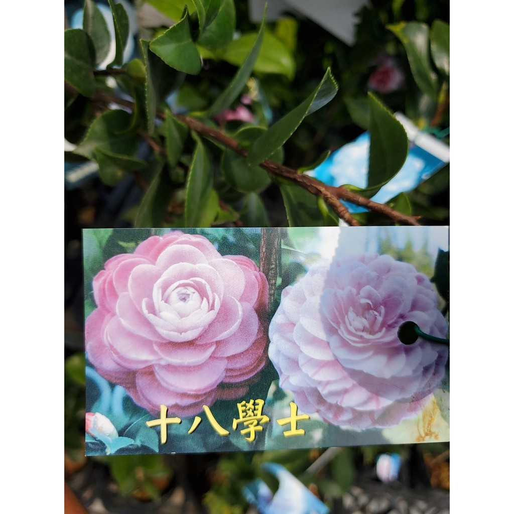 李家果苗十八學士茶花苗3吋盆小輪至中輪花完全重瓣花型高度15 30公分單價60元特價55元 蝦皮購物