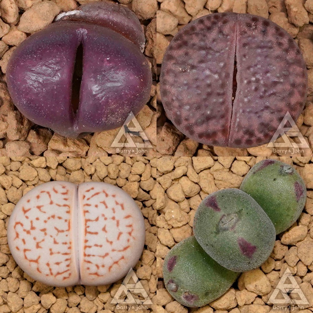 石頭玉組合包 Bj多肉植物 福袋 蝦皮購物