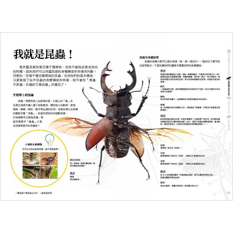 限時買一送一 國家地理科學盒子 成為昆蟲觀察家 送恐龍科學盒子 2選1 大石國際文化 大石商城國家地理 蝦皮購物