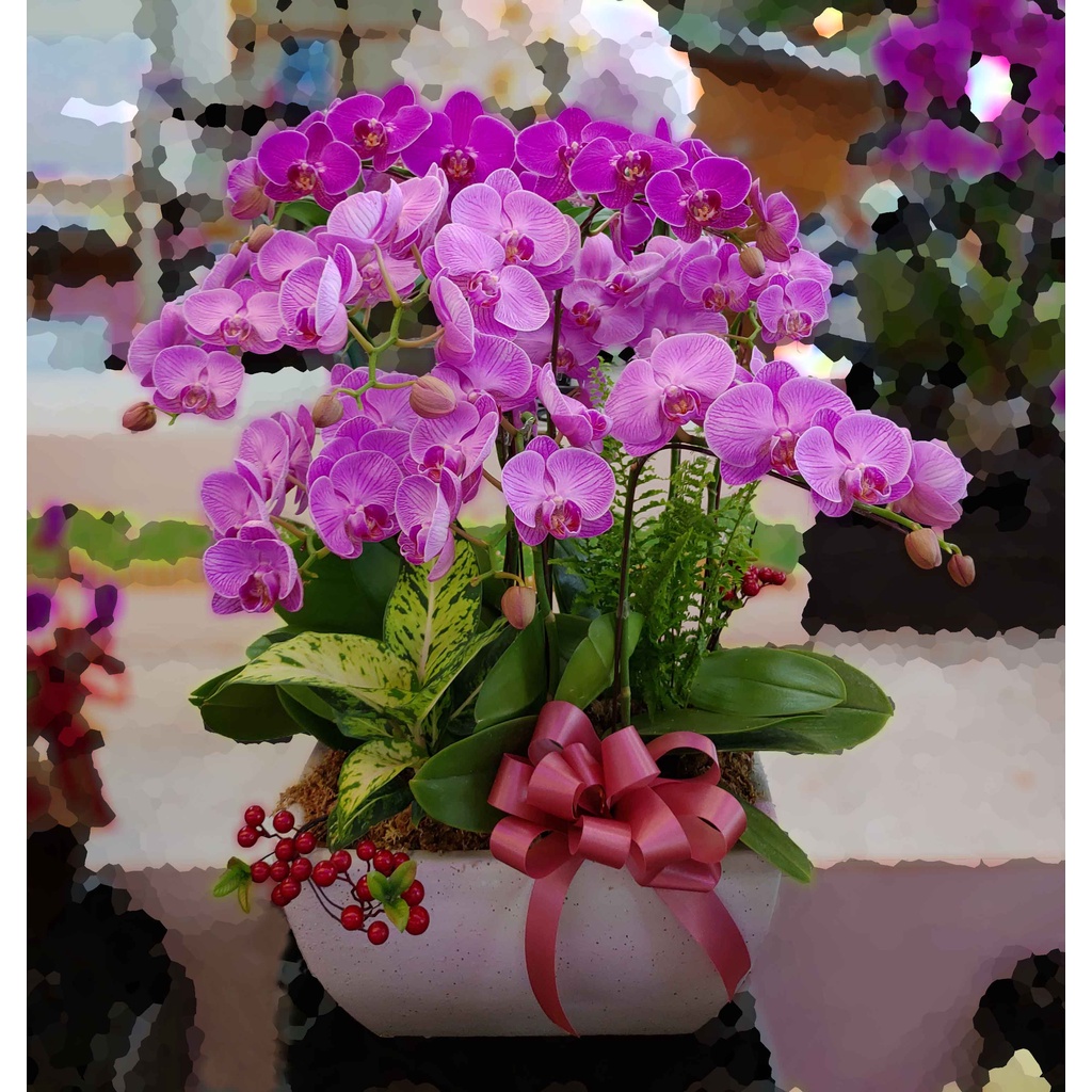 蝴蝶蘭(蘭花)雙品種雙色組合桌上盆栽(紅及粉紅)-心福花坊