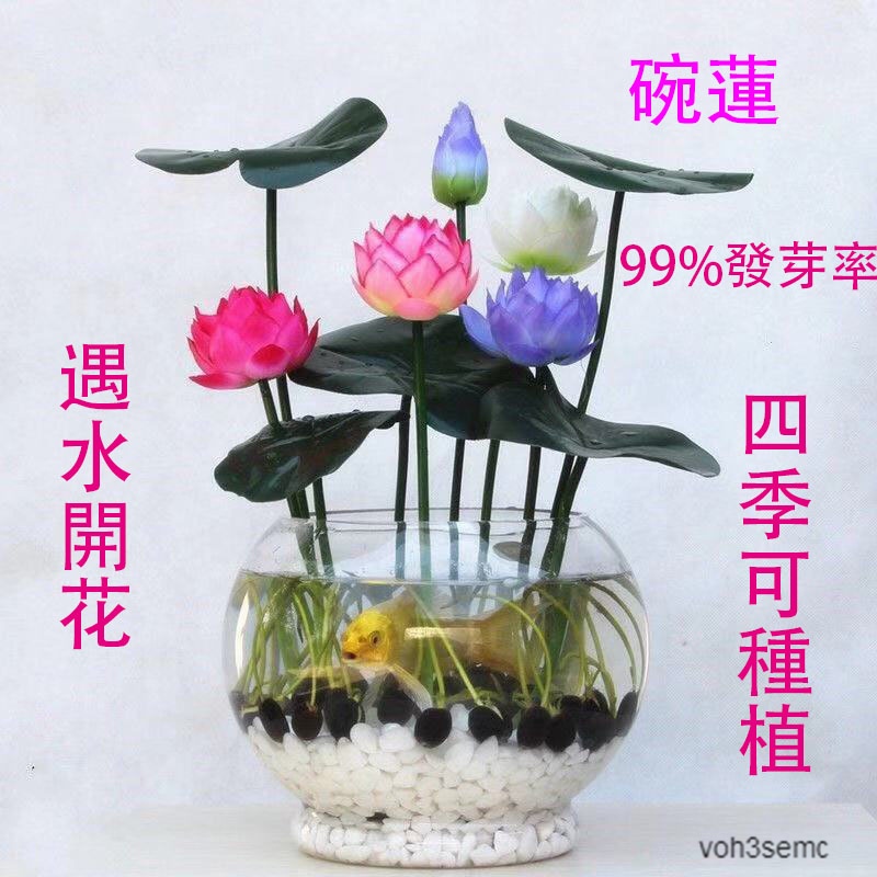 水耕 優惠推薦 21年11月 蝦皮購物台灣