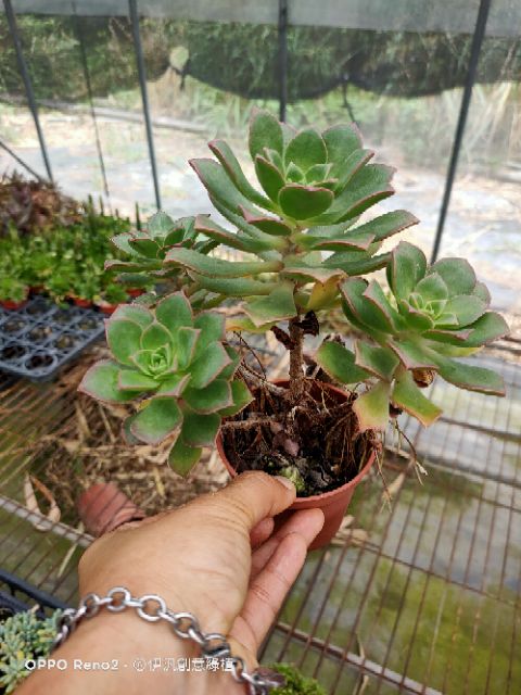 多肉 夕映 3吋老欉 蝦皮購物