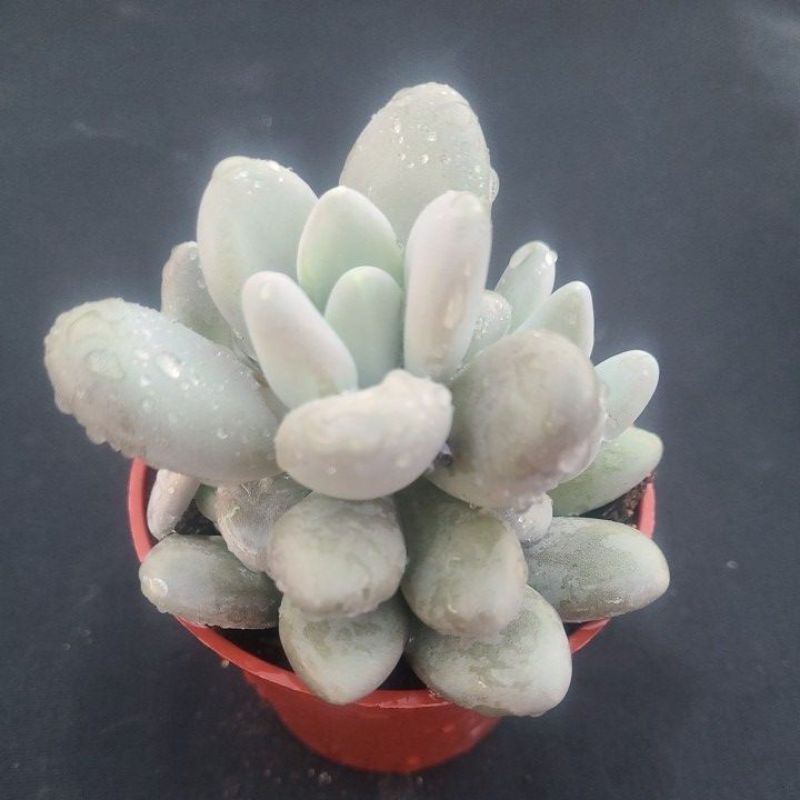 豊富なギフト 月美人 2寸ポット パキフィツム 弁慶草科 多肉植物 根付苗 多肉激安 可愛い多肉植物