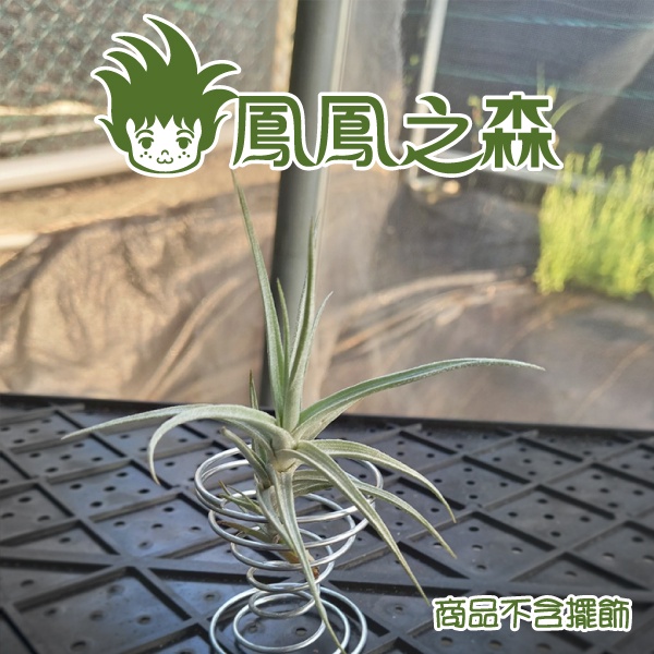 《鳳鳳之森》雞毛撢子X粗糠◆Tillandsia tectorum X paleacea◆空氣鳳梨◆空鳳◆植株