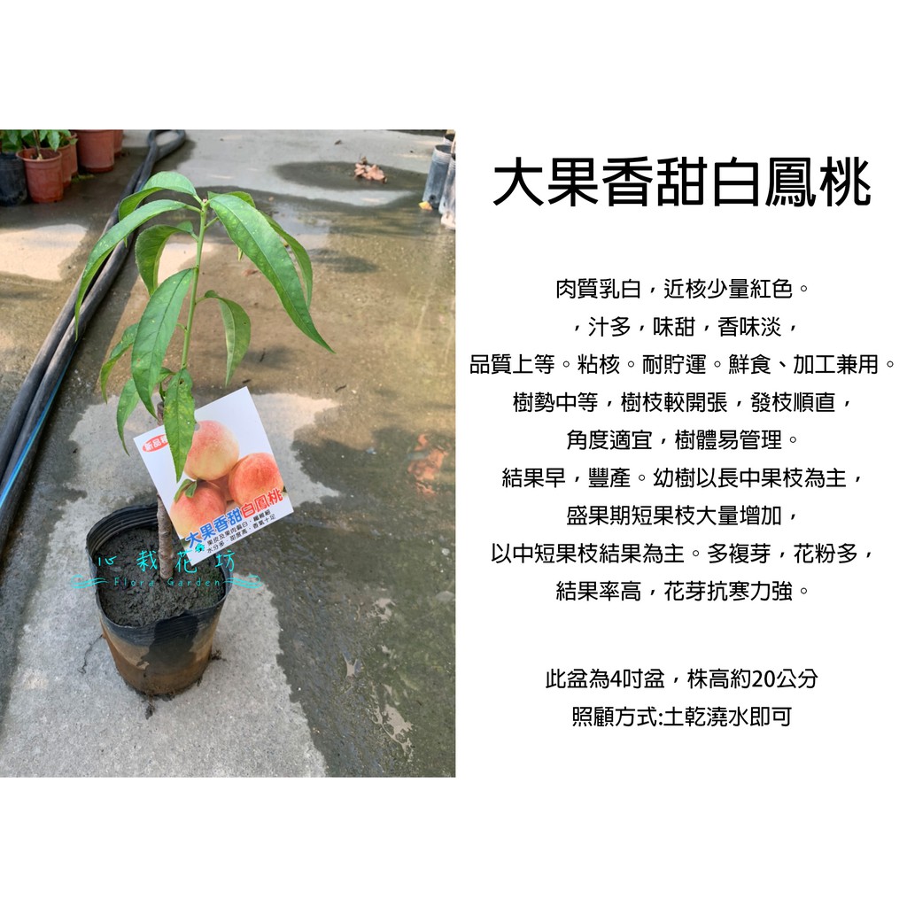 心栽花坊-大果香甜白鳳桃/白鳳桃/4吋/水蜜桃品種/嫁接苗/水果苗/售價360特價300