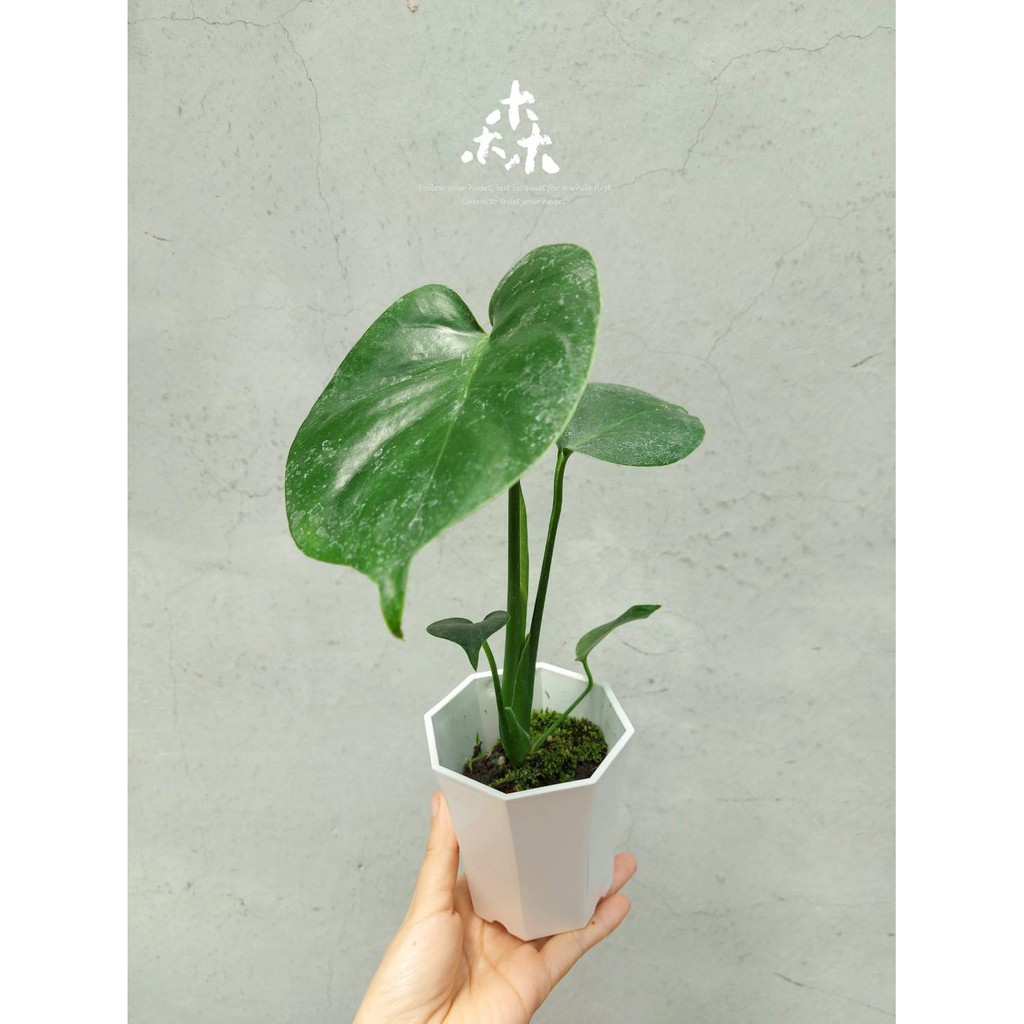 森居 龜背芋龜背竹電信蘭monstera Deliciosa 小小一盆雨林系列 蝦皮購物