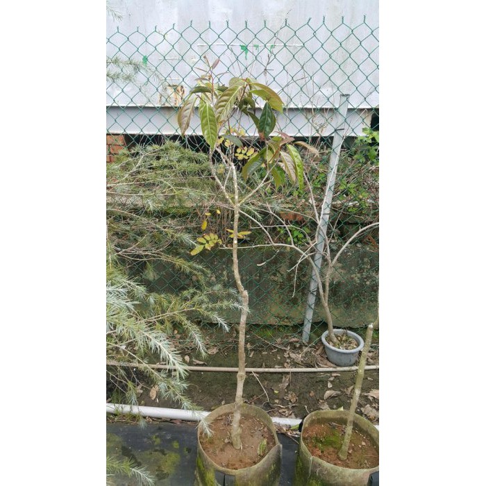 大果紅花油茶 高度1公分 美植袋 一年四季可種植 榨油 賞花 綠化 養生 樹精靈景觀造園 蝦皮購物