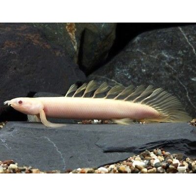 白子金恐龍金恐龍活化石古代魚恐龍恐龍魚活餌 蝦皮購物
