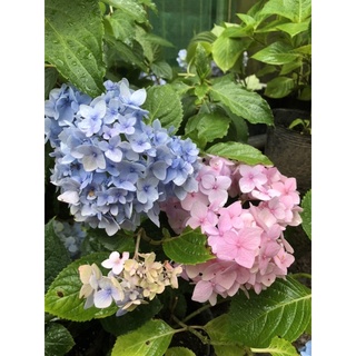 日本紫陽花 星之櫻 蝦皮購物