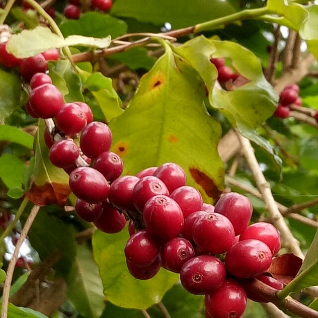 今年採收的～【阿拉比卡品種咖啡種子】可種小品盆栽.樹苗~綠化家園***一份500顆499元