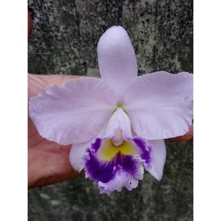 大眾蘭園 嘉得利雅蘭 Lc. Hiroshima Melody 'Blue Genie' 藍色妖精