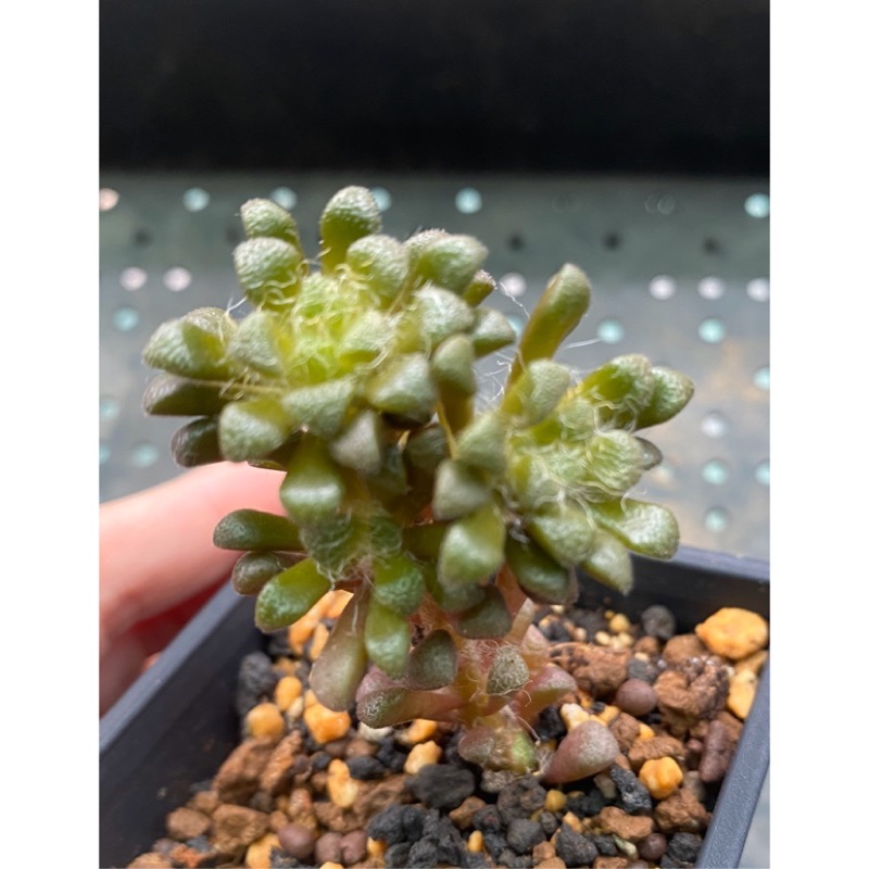 多肉仙人掌植物馬齒莧科花吹雪小老欉雙頭 蝦皮購物