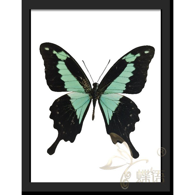 蝴蝶昆蟲標本 拍賣 評價與ptt熱推商品 21年7月 飛比價格