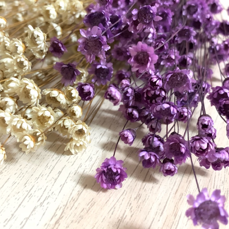 Dora不凋花乾燥花小星花紫色 白色 藍色 粉紅色乾燥花花束 蝦皮購物