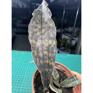 【外星人的植物園】kiki虎尾蘭 銅葉 仙人掌 虎尾蘭 龍舌蘭 塊根 大戟 盆栽 植物 現貨【滿額免運】