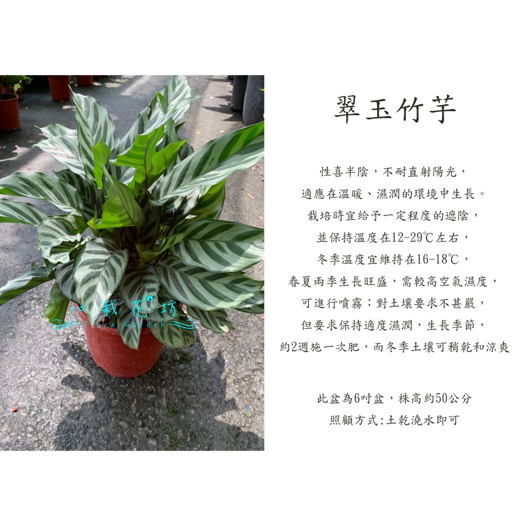 心栽花坊-翠玉竹芋/6吋/觀葉植物/室內植物/綠化環境/售價360特價300