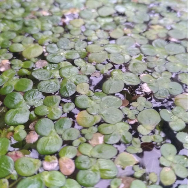 水萍浮萍水生植物觀賞植物水草植物性飼料 蝦皮購物