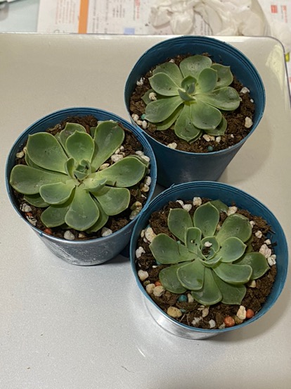 沅鈺農場多肉植物七福神 蝦皮購物