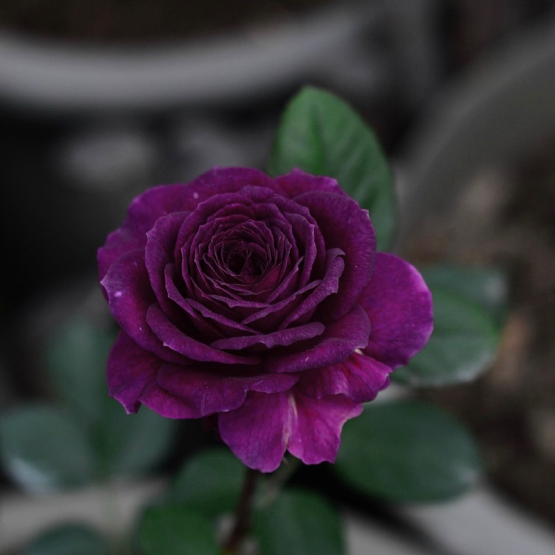 海潮之聲 玫瑰薔薇月季三寸半苗自產自銷 蝦皮購物