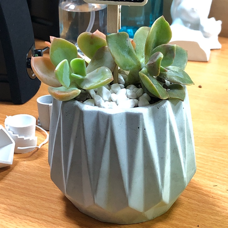 齡愛泥手作 多邊形水泥盆多肉植物水泥盆永生花花盆 蝦皮購物