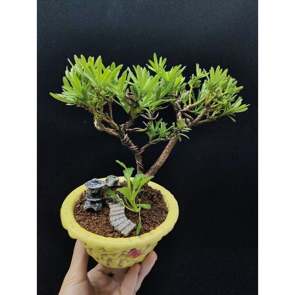 木田樂 國光花市 小品盆栽 蝦皮購物