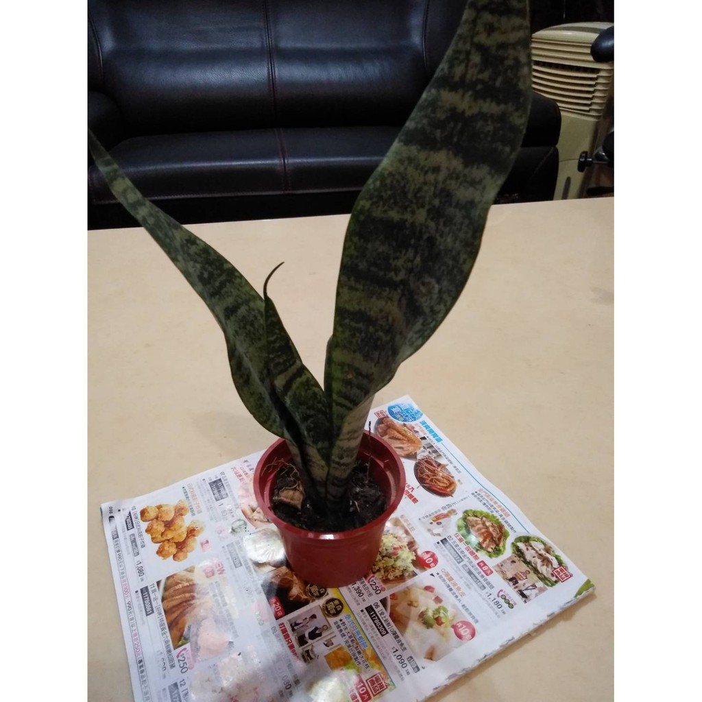 虎尾蘭（綠邊品種）裸根7-45公分/三吋盆/四吋盆/淨化空氣/室內植物/綠化植物/多肉植物